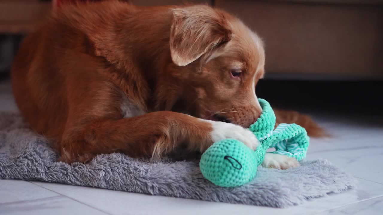 一只新斯科舍鸭鸣猎犬坐在地毯上玩玩具视频素材