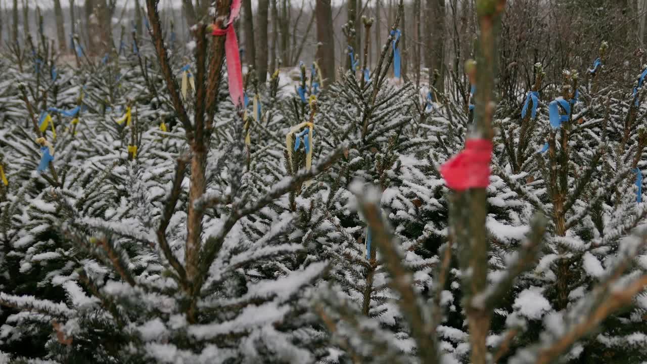 圣诞节期间，圣诞树农场上被雪覆盖的圣诞树视频素材