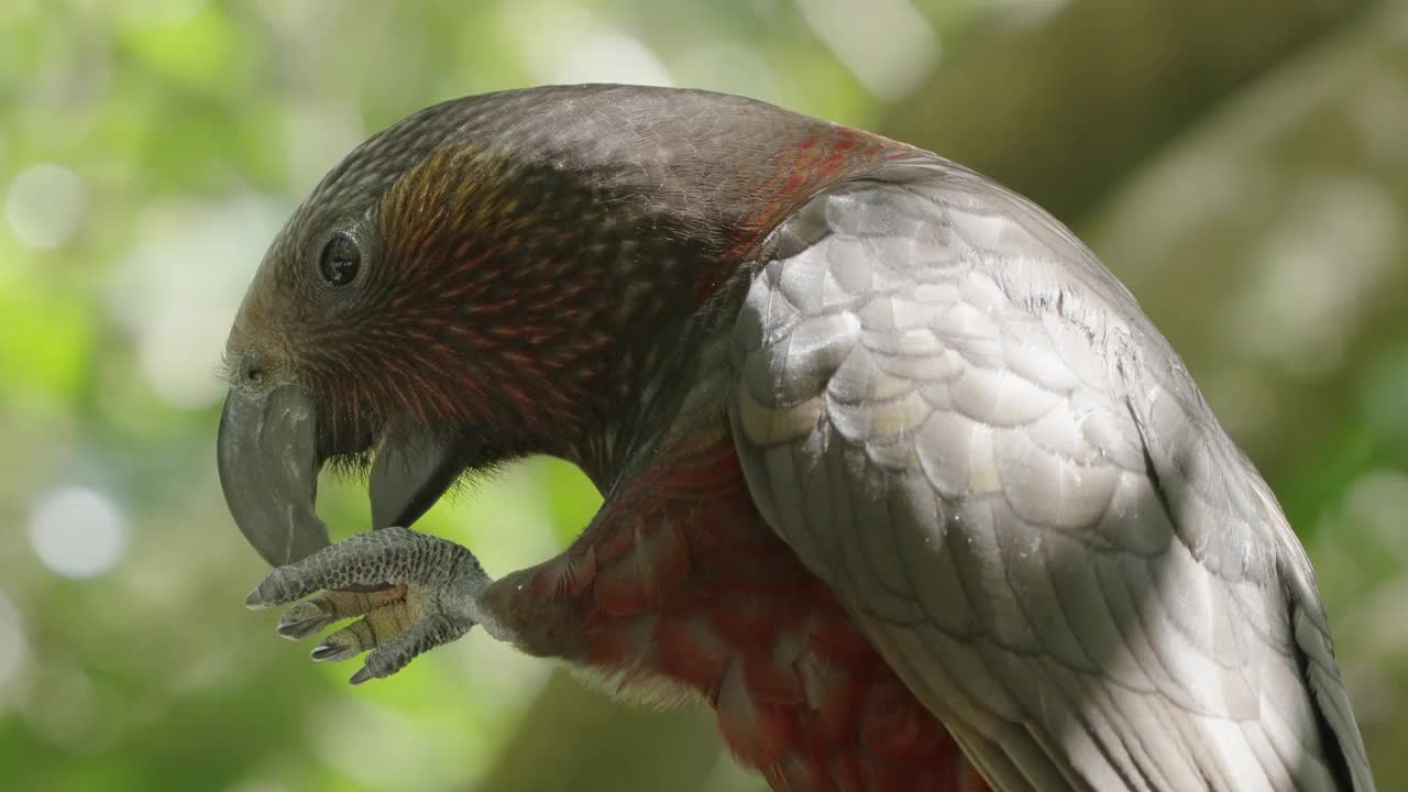 卡卡(Nestor Meridionalis)进食在惠灵顿，新西兰-近距离视频素材