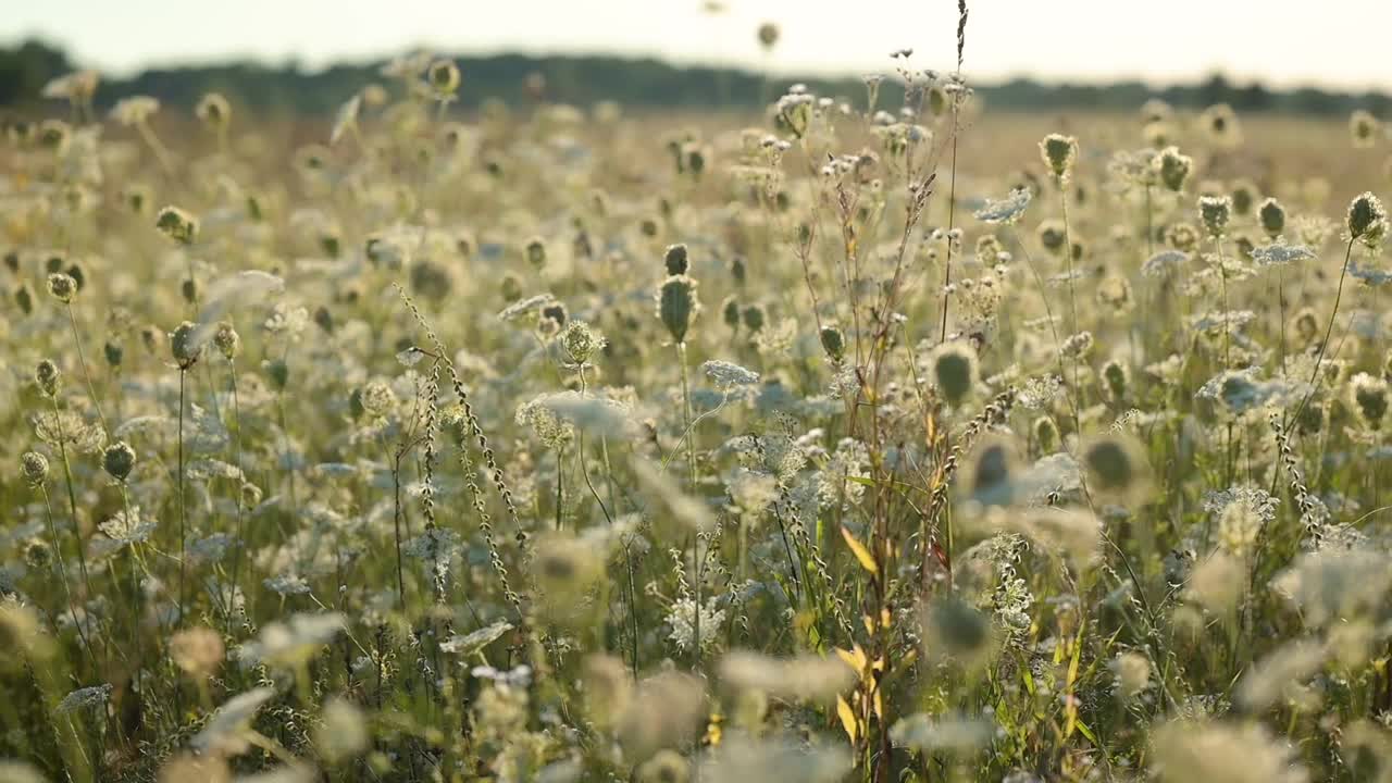 田间胡萝卜花的慢动作视频视频素材