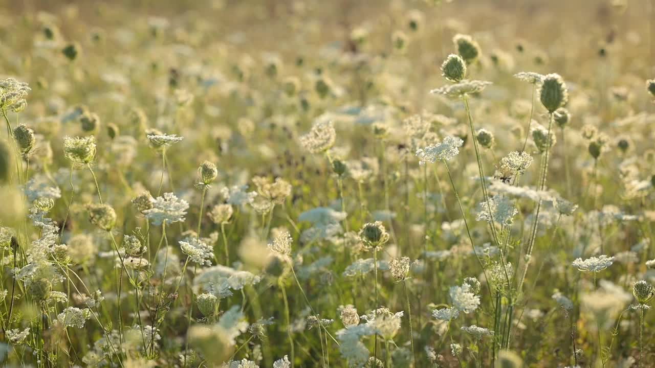 盛开的胡萝卜花视频素材