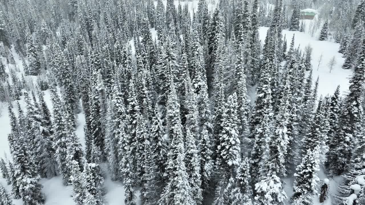 飞越犹他州一片白雪覆盖的森林视频素材