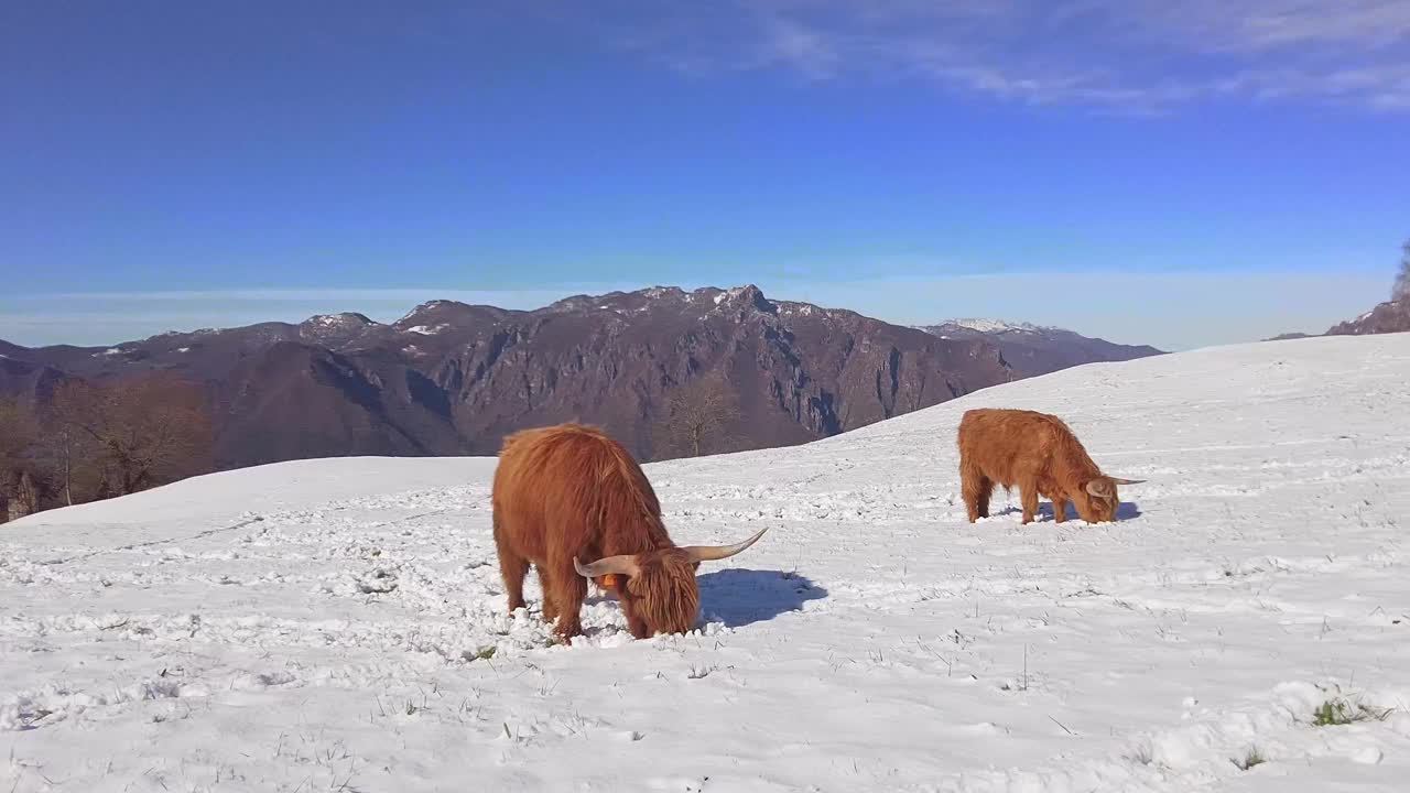 高地牛在雪地里找草视频下载