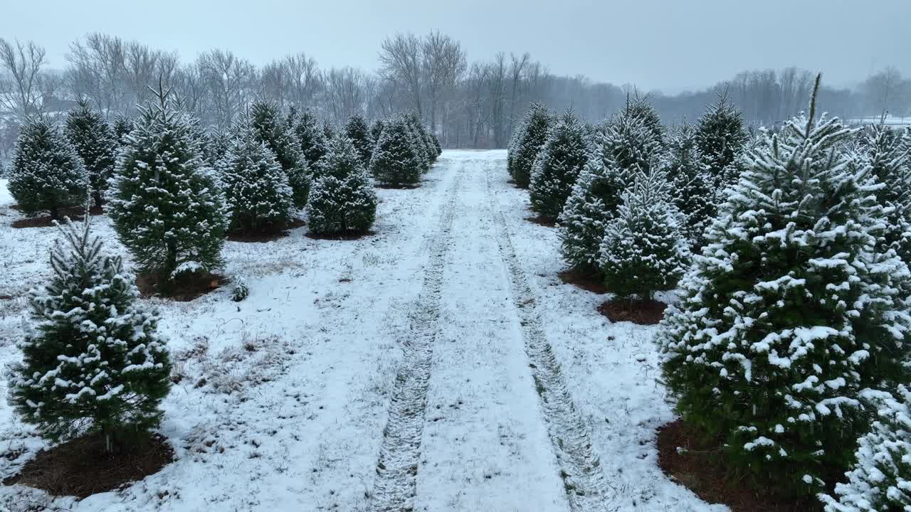 12月降雪期间的圣诞树农场。空中翻转小车。雪花飘落在松树上。视频素材