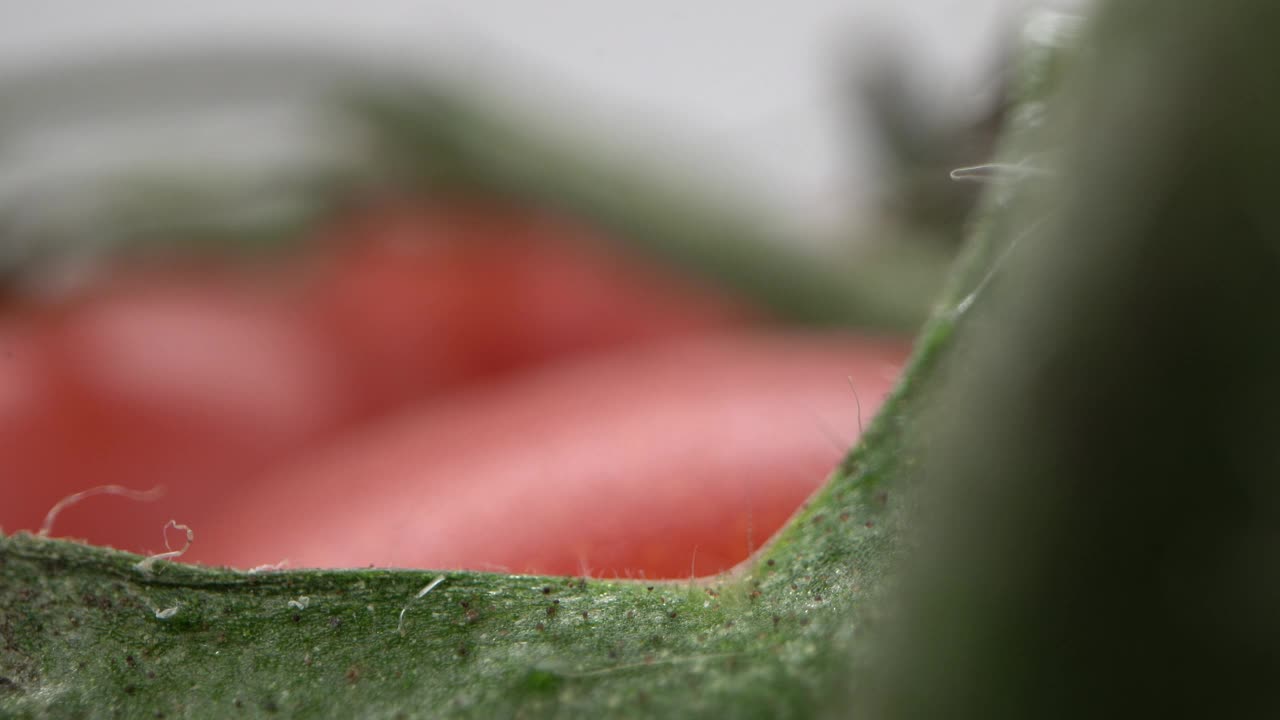 番茄叶缘的微距镜头。探头透镜视频素材