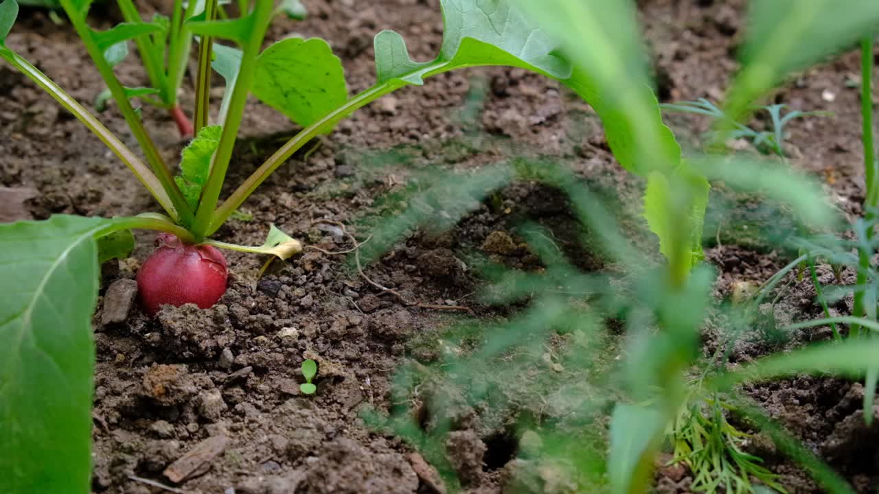 在自制温室里种植的一小块萝卜。关闭了。收获视频素材