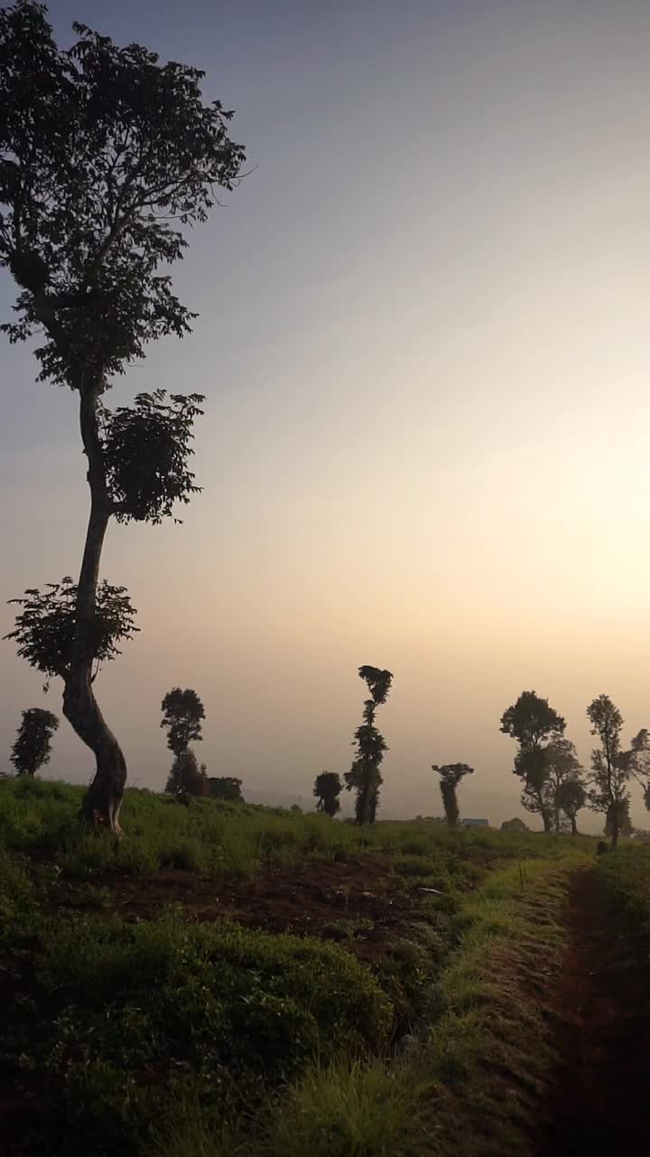 垂直视频，非常美丽的自然景观与晴朗的天空在早晨日出视频素材