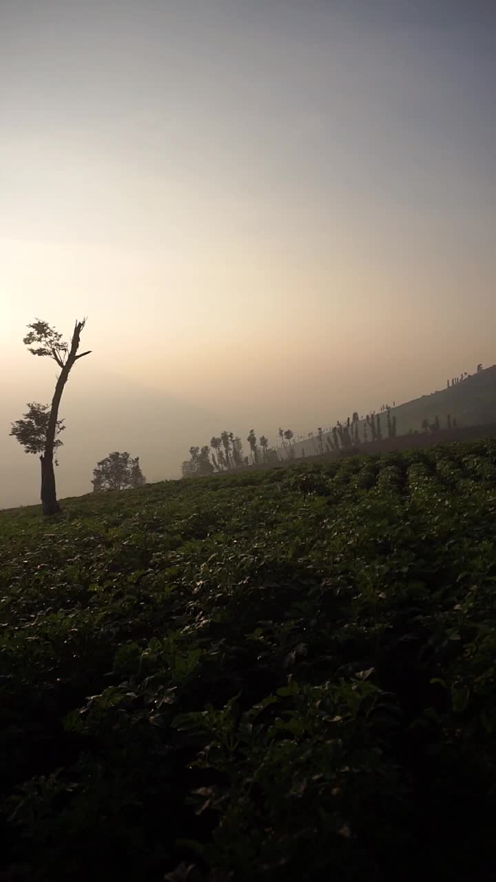 垂直视频，非常美丽的自然景观与晴朗的天空在早晨日出视频素材