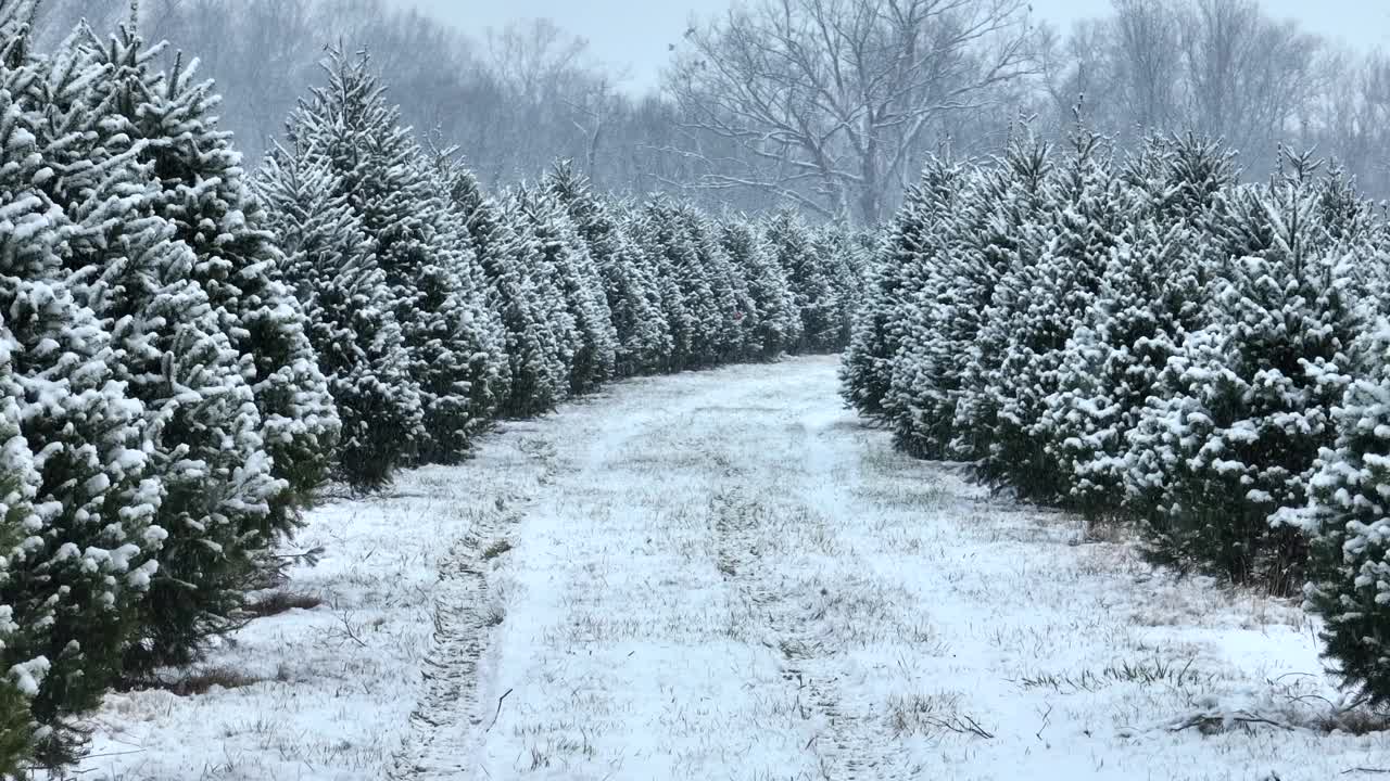 12月，圣诞树农场下起了小雪。低空拍摄的道路之间的松树覆盖在暴风雪期间的雪。视频素材