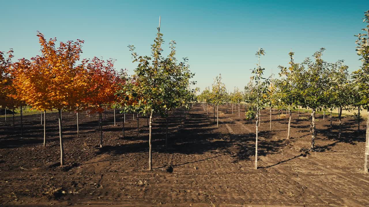 在一个树木农场种植的绿色和彩色树木的平移镜头视频素材