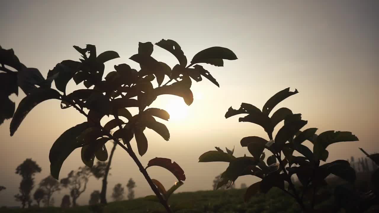 非常美丽的自然景观，早晨日出时天空晴朗视频素材