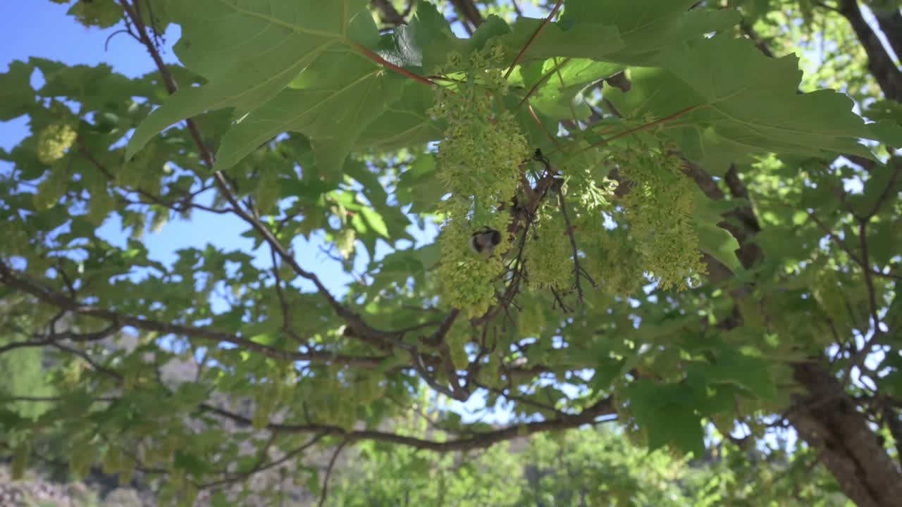 野蜜蜂在一棵横着花的绿树上授粉视频素材