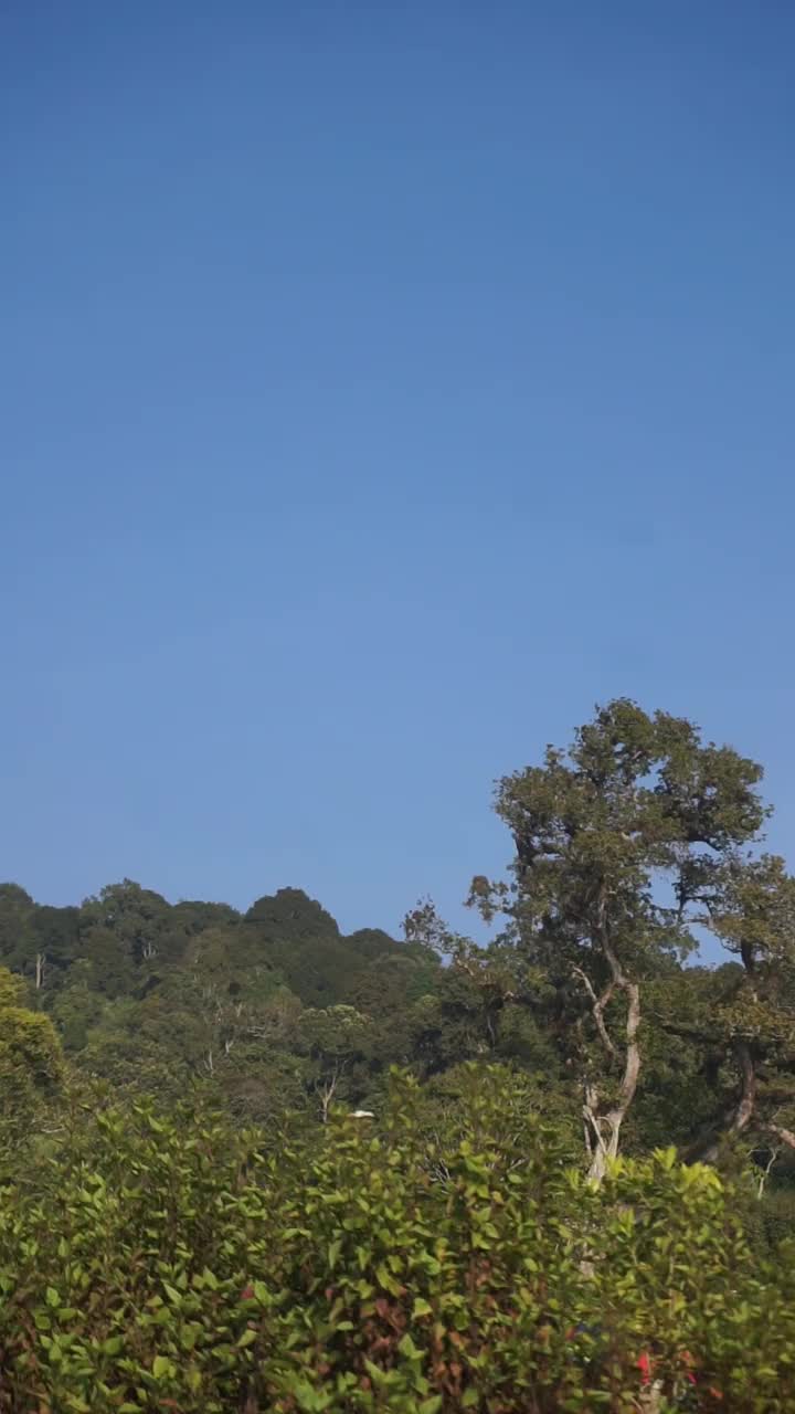 垂直视频，非常美丽的自然景观与晴朗的天空在早晨日出视频素材