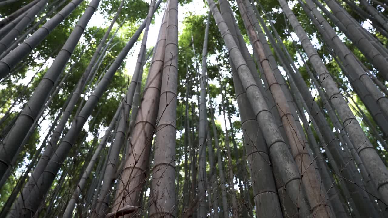 京都岚山竹林的低角度拍摄。视频素材