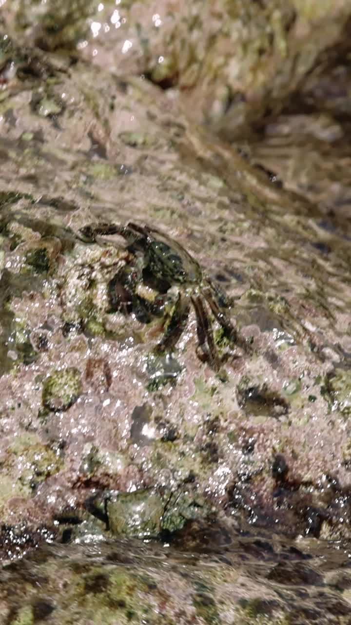 小螃蟹，一种海边的野生动物，正在吃岩石。海浪扫过四周，突出了动态的野生动物互动。在岩石上，这种野生动物的奇观自然地展现出来。视频素材