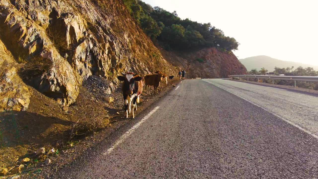 牛在山顶的路边视频素材