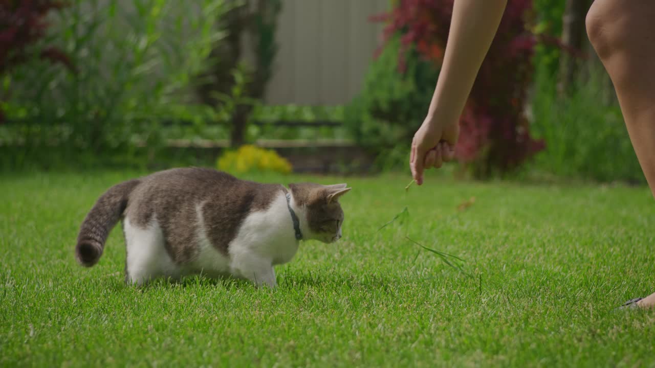 一只白色虎斑家猫的特写，猎人凝视着它，准备在花园里进攻视频素材