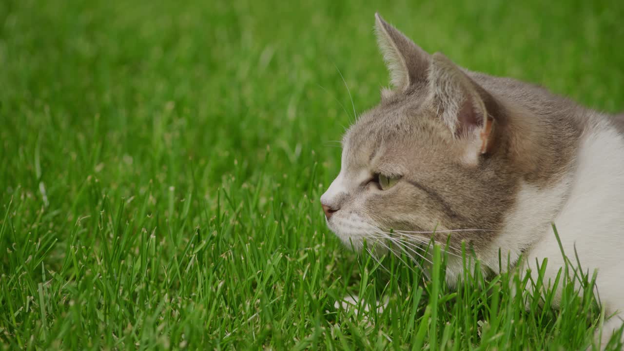 一只白色虎斑短毛猫准备在绿色草坪上进行慢动作攻击视频素材