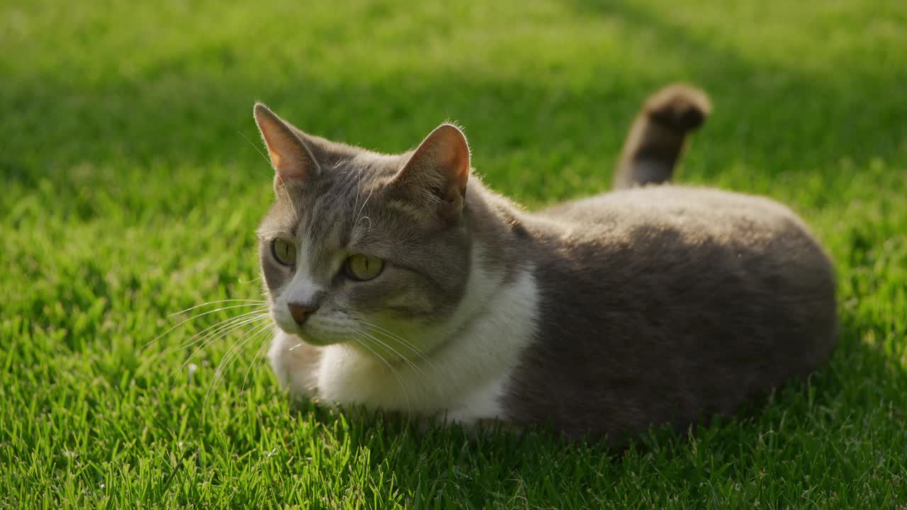 白色虎斑短毛家猫在夕阳的余晖中，躺在绿草地上视频素材