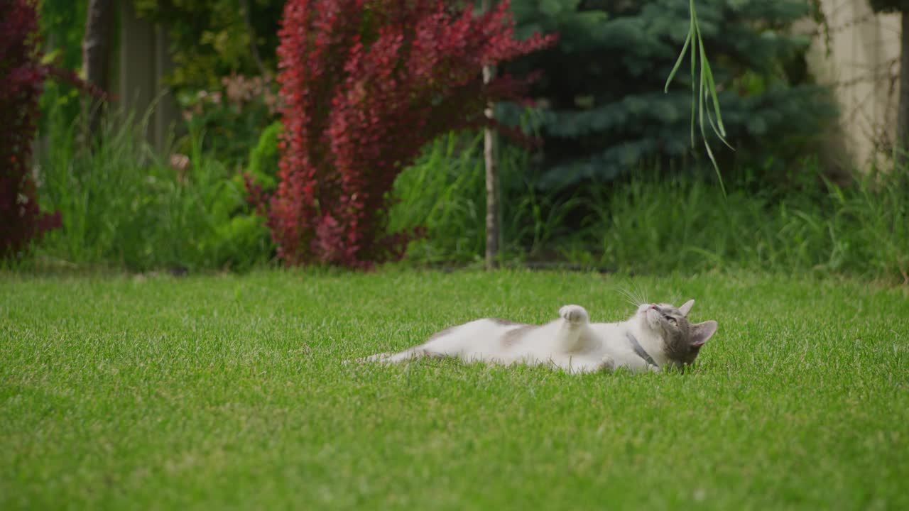 家白色虎斑短毛猫在后院绿油油的草坪上玩耍视频素材