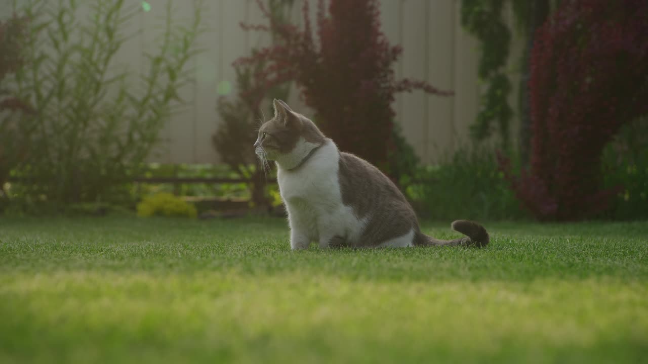 好奇的虎斑家猫坐在花园里视频素材