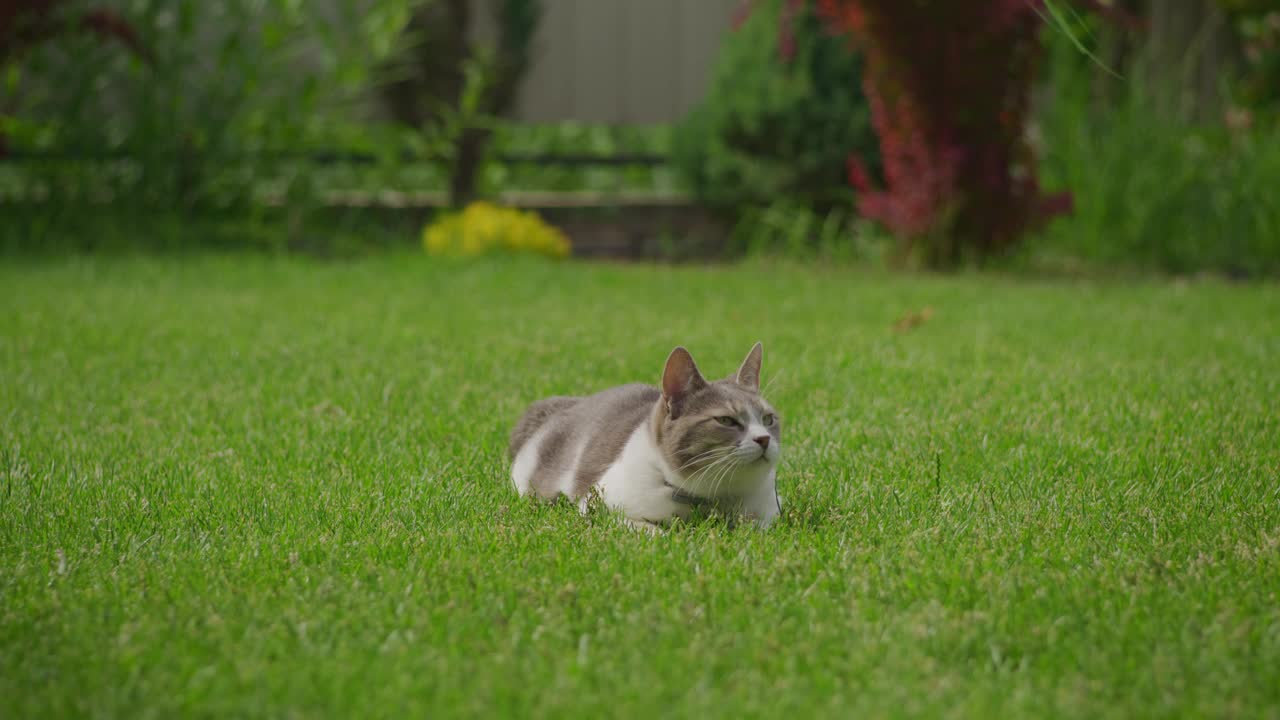 慵懒的白虎斑家猫在绿草地上觅食视频素材