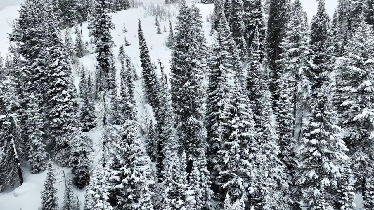 飞越犹他州一片白雪覆盖的森林视频素材