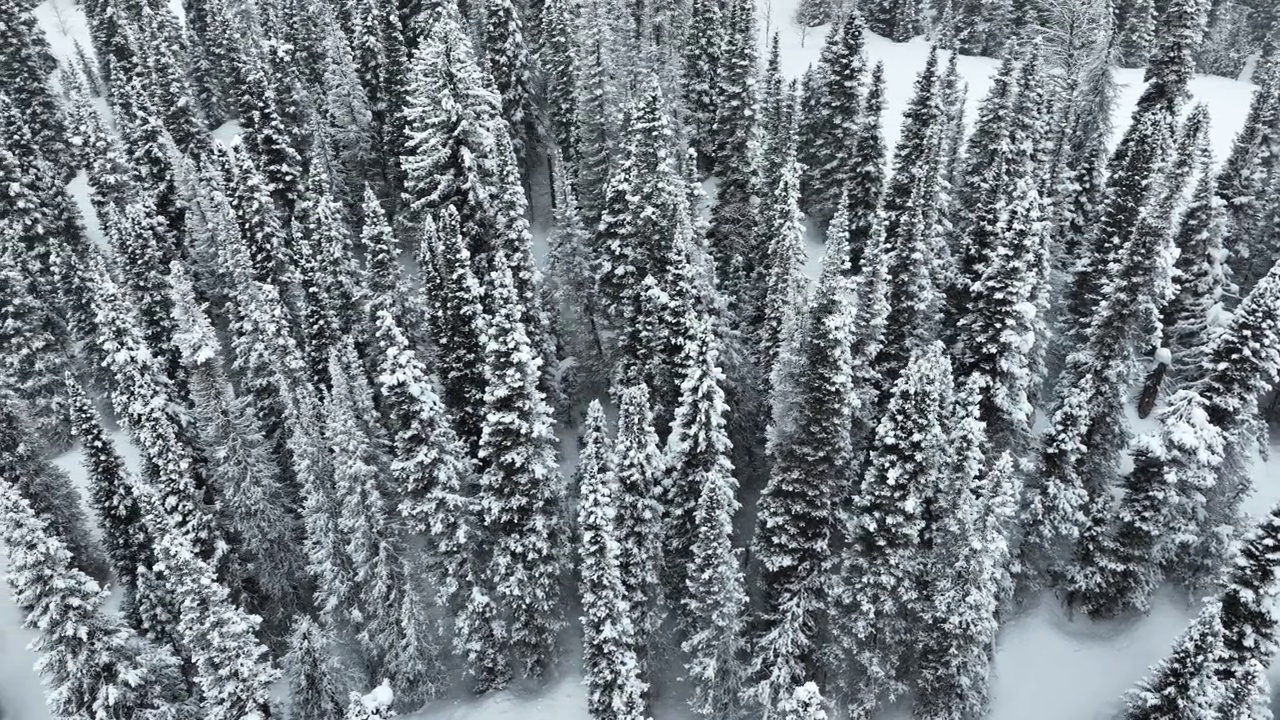 飞越犹他州一片白雪覆盖的森林视频素材