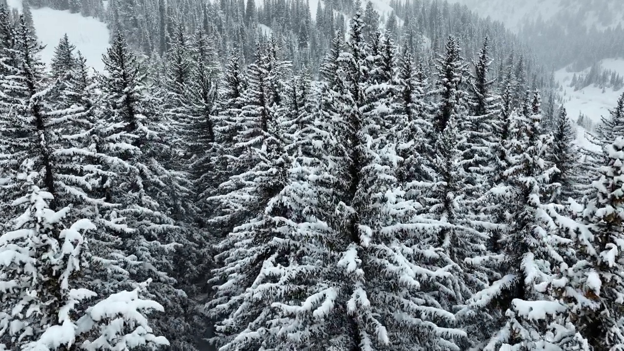 飞越犹他州一片白雪覆盖的森林视频素材