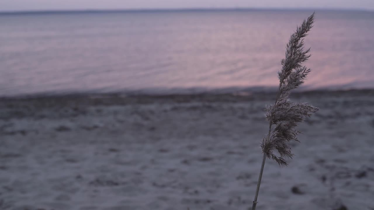 在紫色的晚霞中迎风摇曳。以波罗的海为背景。视频素材