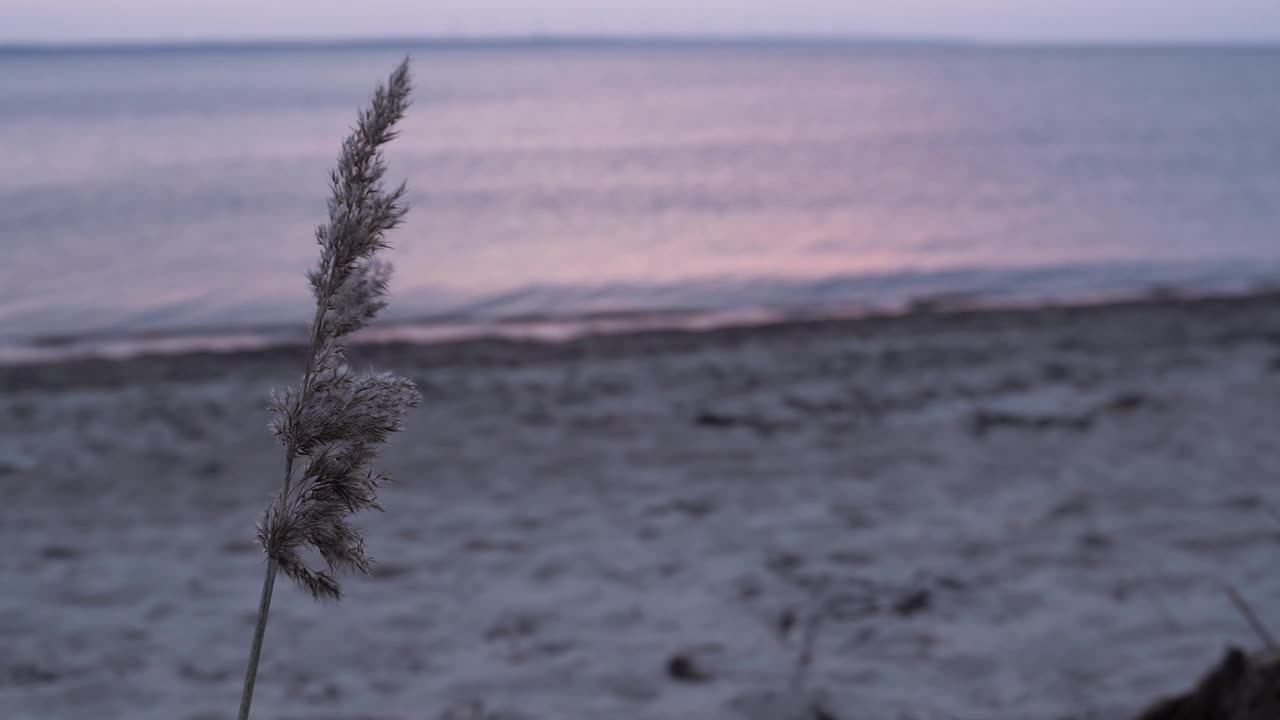 紫红色的夕阳下，芦苇随风摇曳。以波罗的海为背景。视频素材