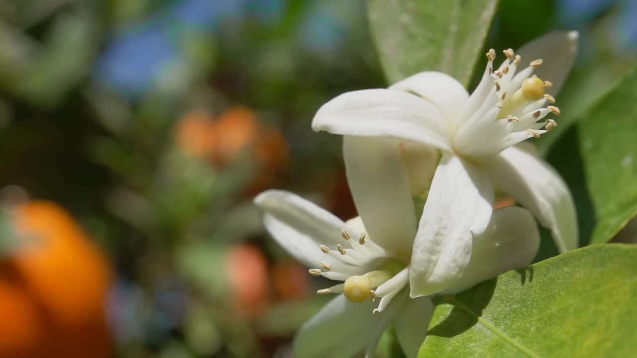 橘黄色的花朵映衬着蓝天视频素材