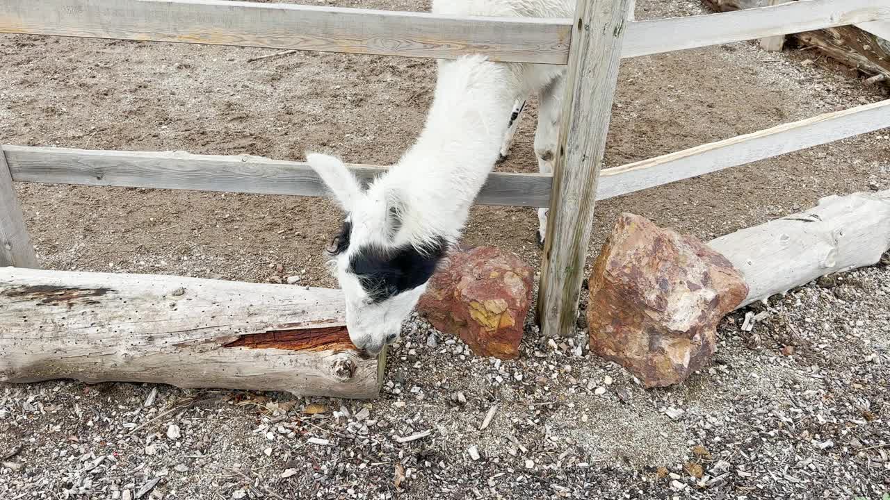 羊驼在啃树视频素材