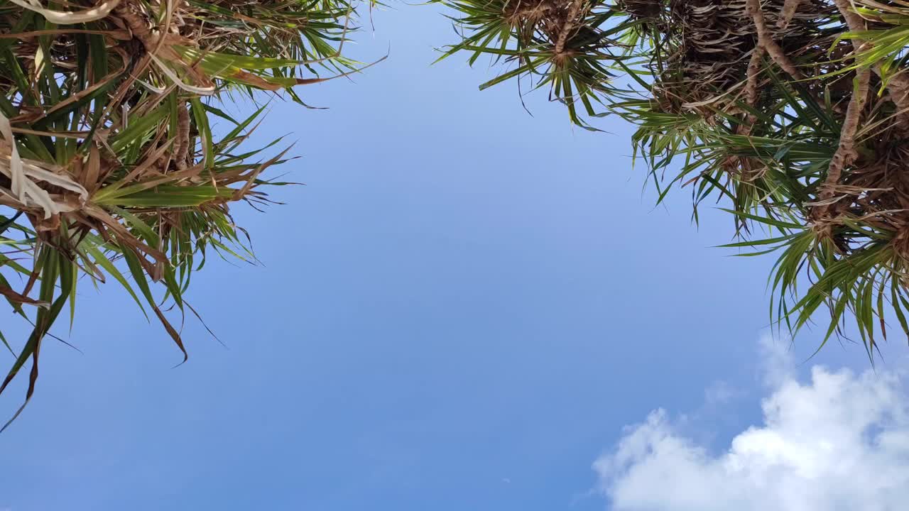 海中熊猫树的叶子和蓝天为背景视频下载