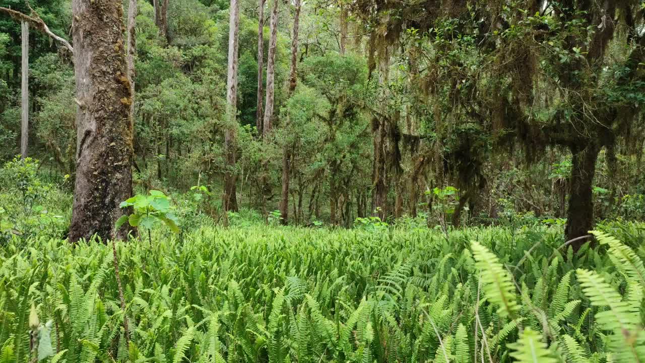 丛林里长满了热带蕨类植物的叶子视频下载