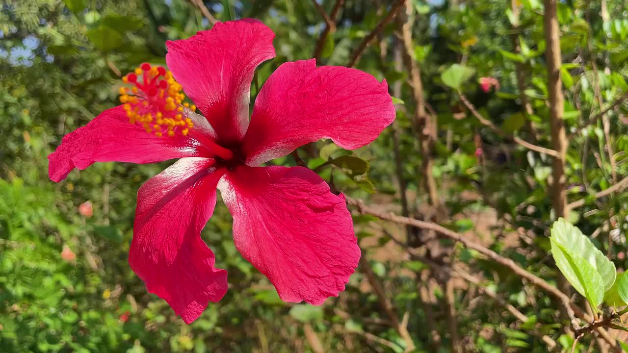 红色芙蓉花视频素材