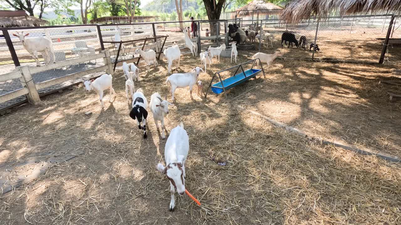 山羊在农场围栏里嬉戏视频素材