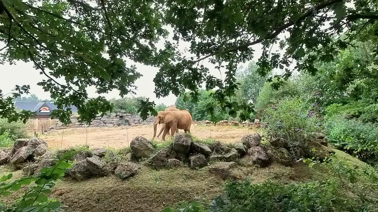 动物园里的一对非洲象视频素材