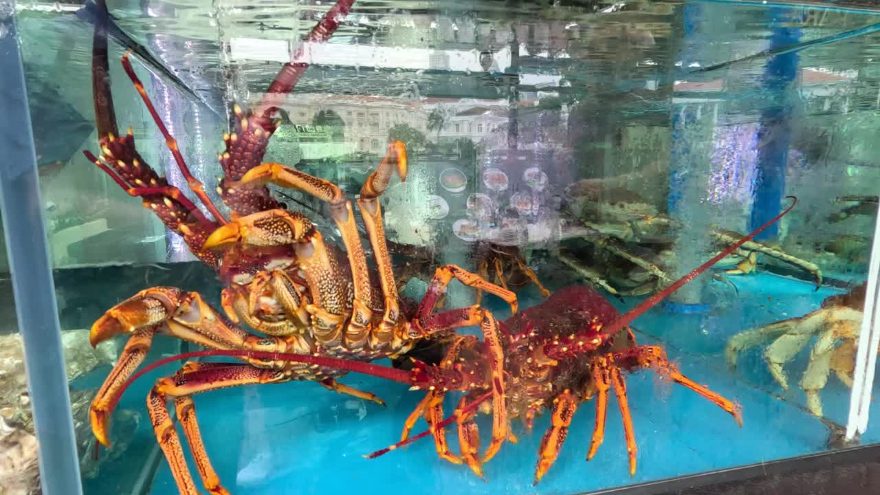 螃蟹的水族馆之旅视频素材