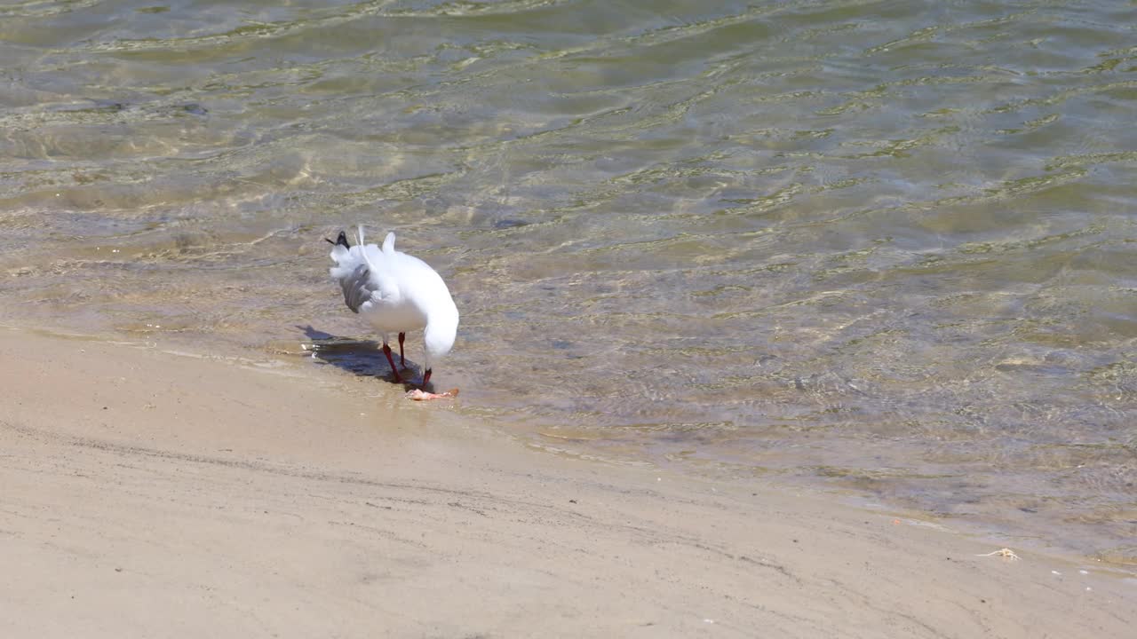 海鸥的海岸线活动视频素材