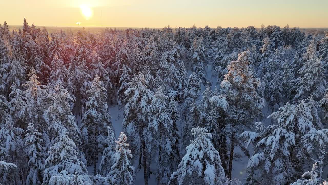 航拍无人机拍摄的芬兰白雪皑皑的北极寒带森林视频素材