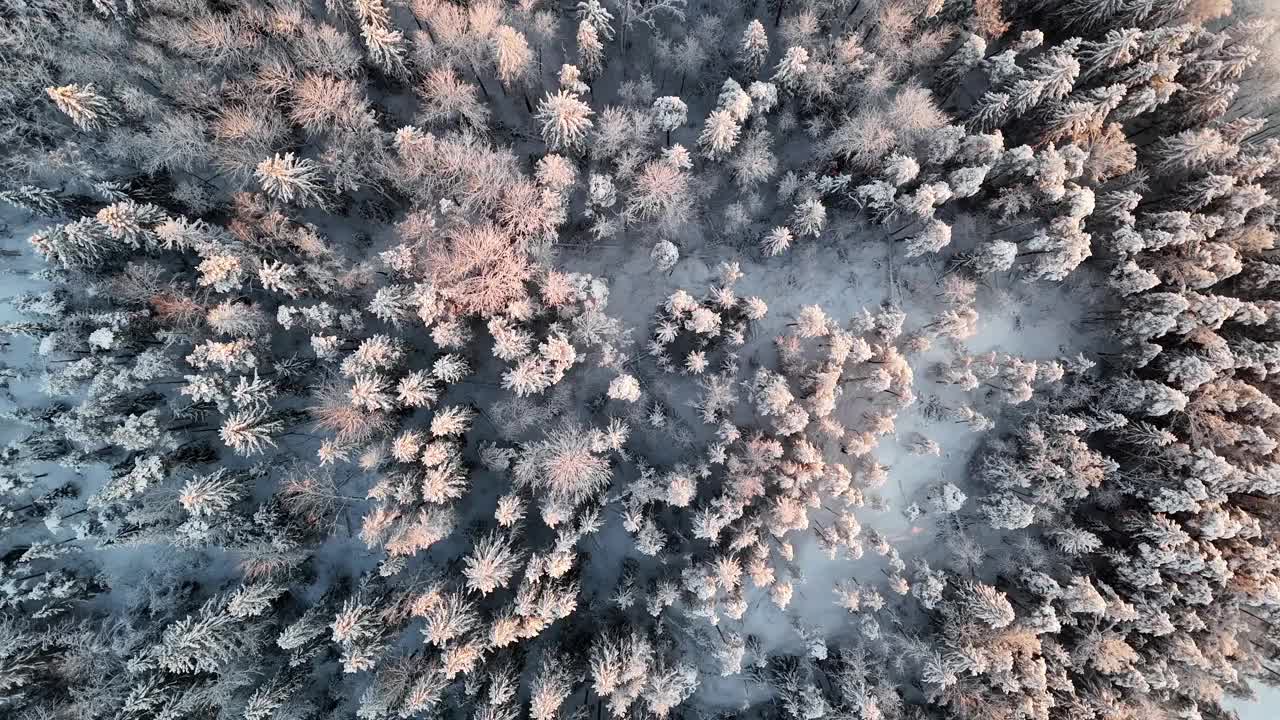 航拍无人机拍摄的芬兰白雪皑皑的北极寒带森林视频下载