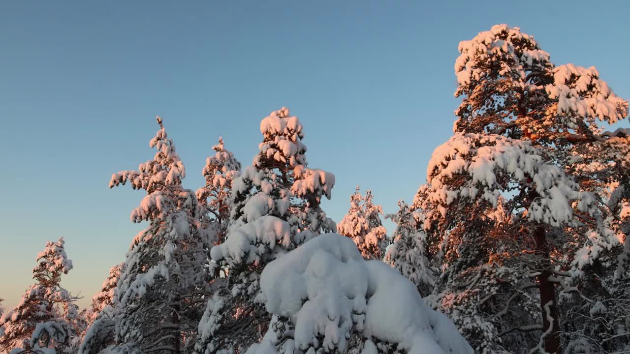 芬兰寒冷的冬季森林里的雪树的缓慢移动倾斜视频视频下载