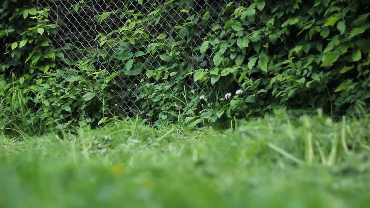 篱笆灌木和草。绿色活栅栏视频素材