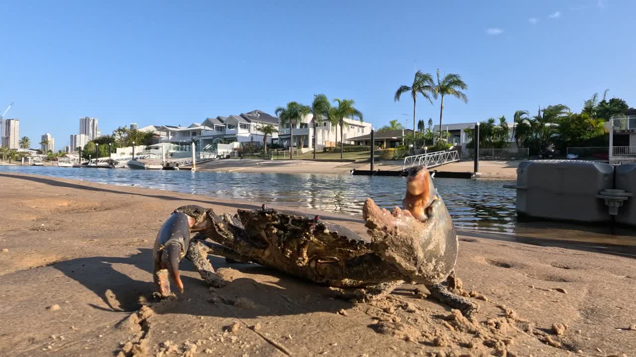 泥蟹的海边漫步视频素材