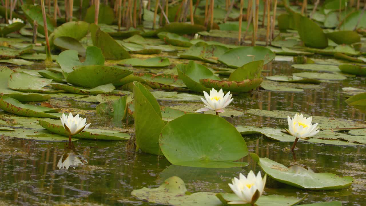 睡莲的绿叶和美丽的白花漂浮在池塘上视频素材