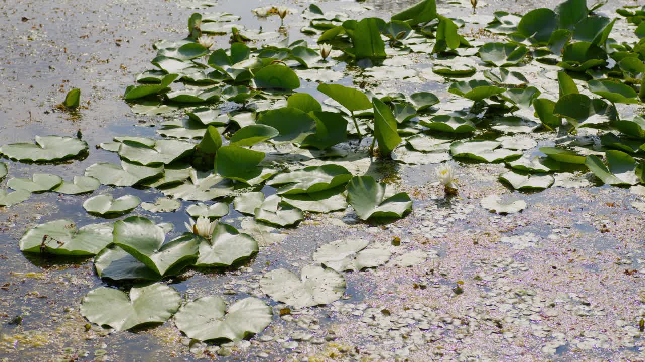 睡莲叶子和其他水生植物覆盖的池塘表面视频素材