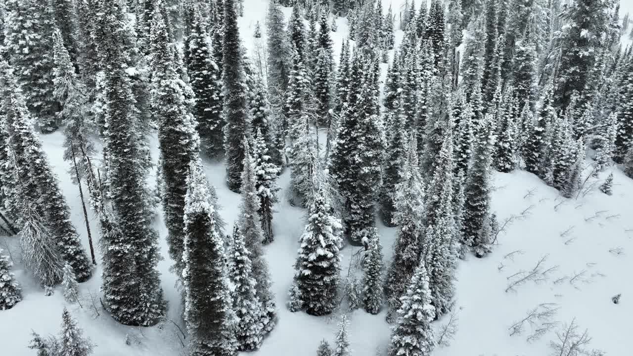 飞越犹他州一片白雪覆盖的森林视频素材