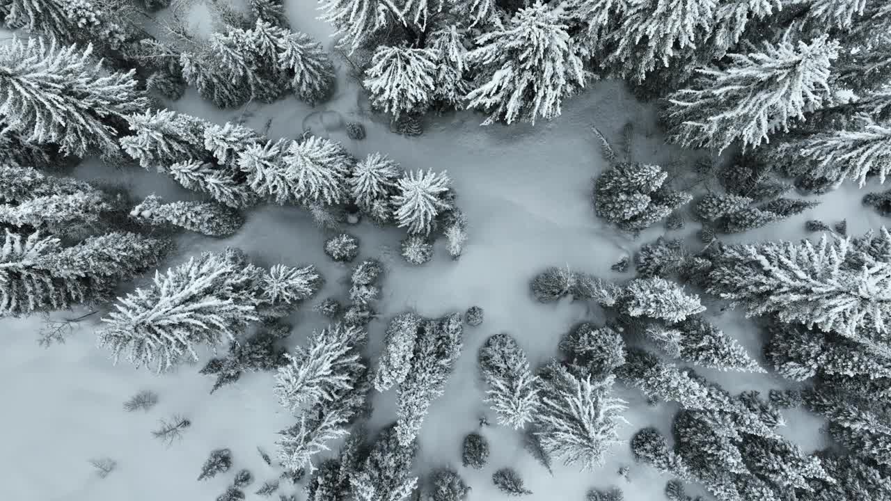 飞越犹他州一片白雪覆盖的森林视频素材