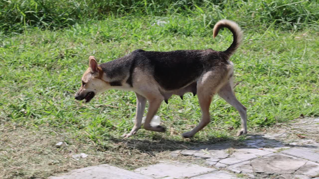 穿过草地的狗视频素材